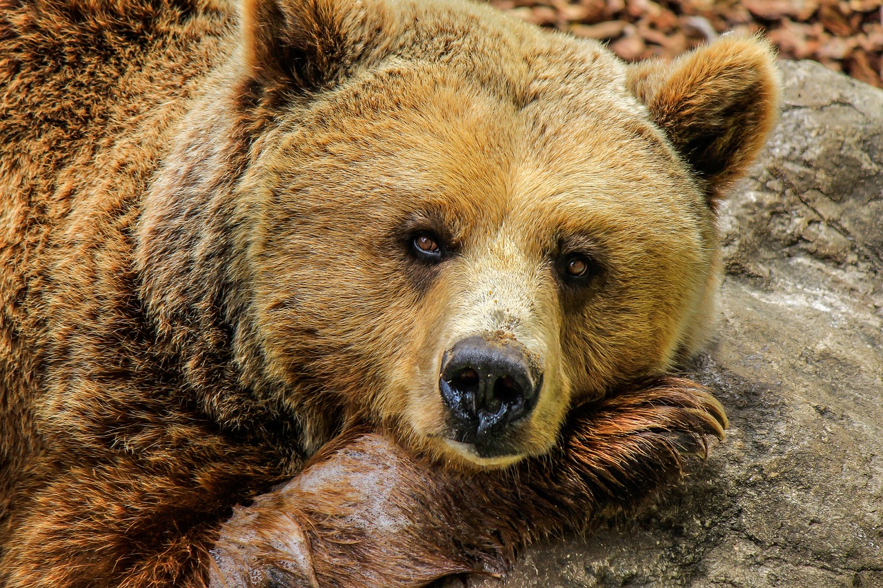 bear, grizzly bear, brown bear-838688.jpg