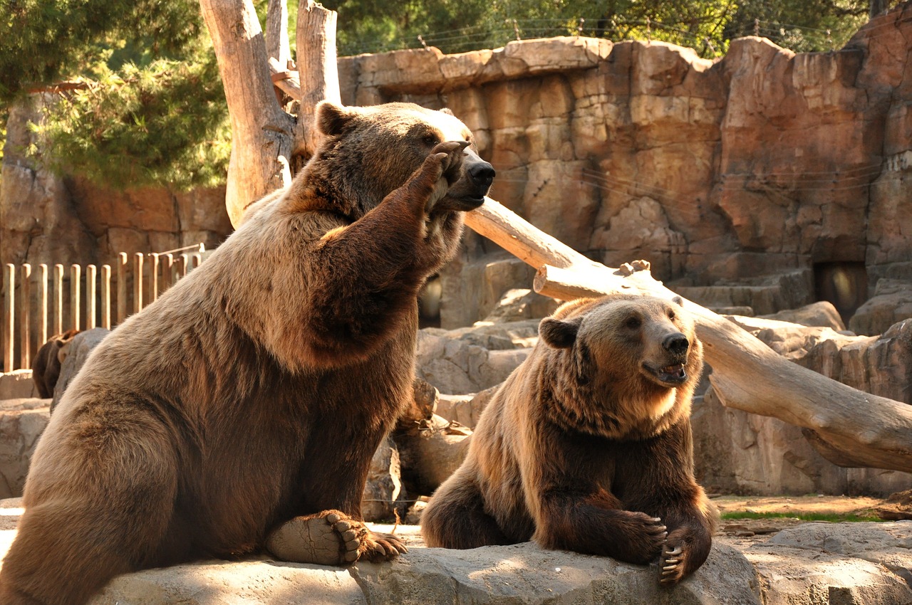 bear, the bears, zoo-3775662.jpg