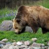 grizzly bear, bear, grizzly-3483892.jpg
